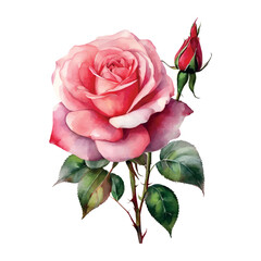 Watercolor bouquet roses flowers, symbol of love, wedding, purity, vector illustration