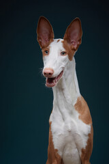 A close-up portrait of an Ibizan Hound with a dark blue background. The lighting emphasizes the hound sleek coat and sharp facial structure.