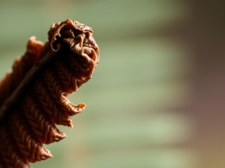 Fern Edge Erosion