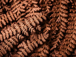 Rustic Fern Surface
