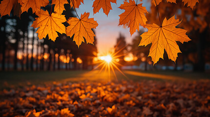 Golden autumn leaves glowing in warm sunset light over peaceful forest clearing