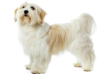 An adorable purebred Shih Tzu puppy with white fur on a seamless studio white background