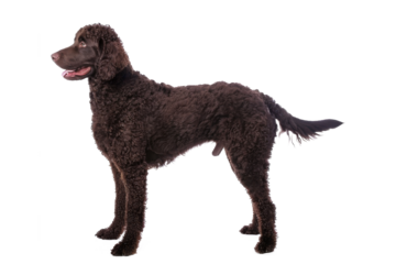 A cute, isolated black and white dog or black and golden retriever puppy, sitting on a white background, perfect for a pet portrait