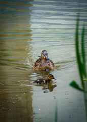 anatra nel lago