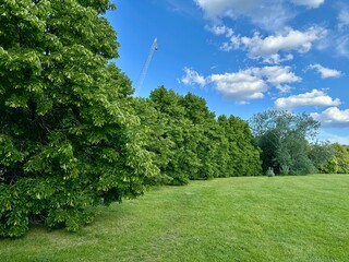 Lush green park with dense trees and vibrant grass under a bright blue sky with fluffy clouds....