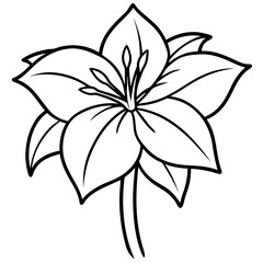 black and white lily
