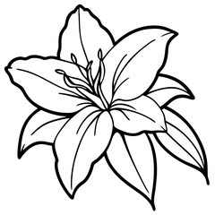 lily flower isolated on white background