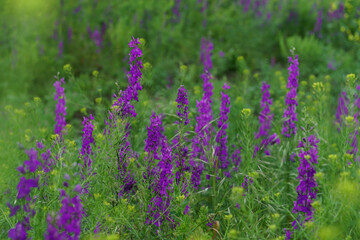 Obraz premium Filed of growing meadow clary with purple flowers 