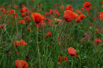 Red poppy flowers growing on green meadow 