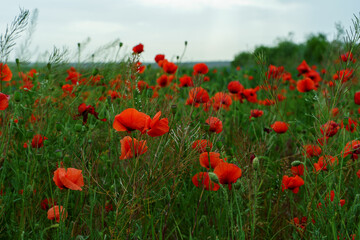 Close-up of bright red poppies on green meadow with cloudy sky on background 