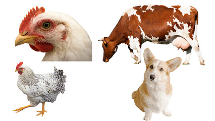 Animals: Chickens, Cow, and Cat in a Collage