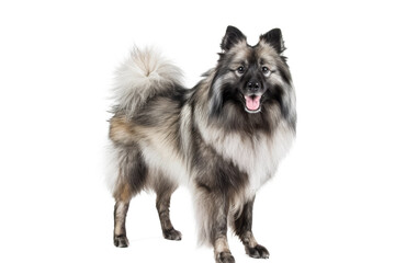 Isolated studio portrait of an adorable purebred Border Collie puppy, an Australian Shepherd, and a German Shepherd dog