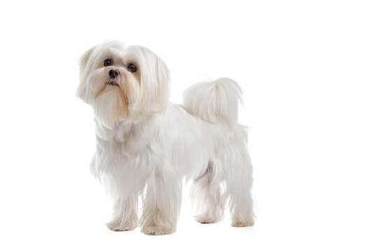 A cute purebred Shih Tzu puppy sits on a white background
