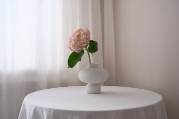 A delicate pink flower Hydrangea in a modern vase on a white table, merging simplicity and beauty...