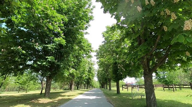 movement along an alley of blossoming chestnut trees