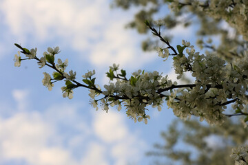 Delicate Branch Of A Blooming Fruit Tree With White Flowers Against A Softly Clouded Blue Sky. Upward View.