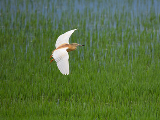 Squacco heron gracefully flying over lush green wetland in Lake Kerkini National Park during a clear afternoon