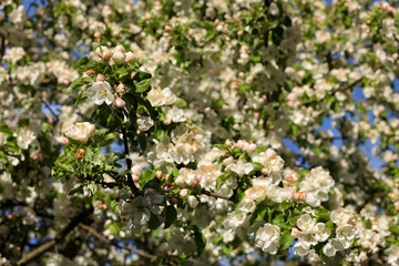 An Apple Tree Profusely Blooming With Masses Of White And Pale Pink Flowers In Spring. Bright Blue Sky Visible.