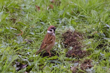 A Small Eurasian Tree Sparrow Standing Alert And Foraging In A Patch Of Green Grass And Weeds On The Ground.