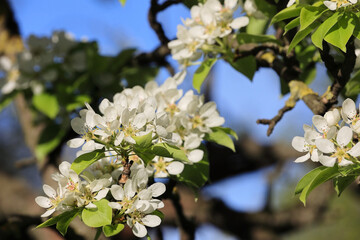 Close Up Of White Pear Tree Blossoms With Yellow Centers And Bright Green Leaves, Bathed In Sunlight. Bright Blue Sky Background.