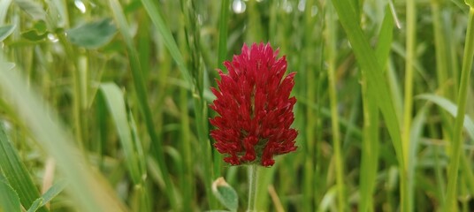 close up of color blooming flowers at daytime