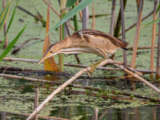 Little bittern hunting in Lake Kerkini National Park wetland during daylight hours