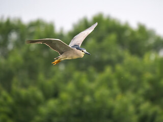Black-crowned night heron in flight gliding over green landscape in Lake Kerkini National Park during daytime