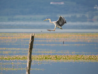 Grey heron in flight over water while landing on wooden post in serene wetland environment in Lake Kerkini National Park