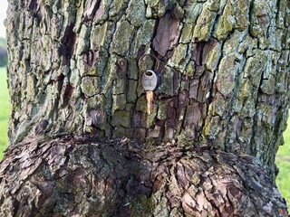 An old rusty key inserted into a crack in the bark of a tree symbolizes a mystery or hidden history...