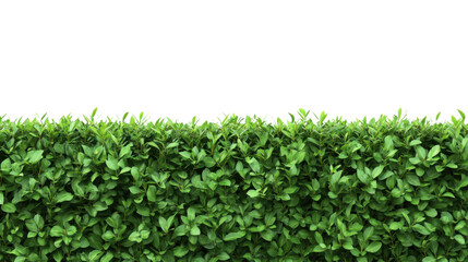 Obraz premium Lush green hedge providing natural privacy on white background