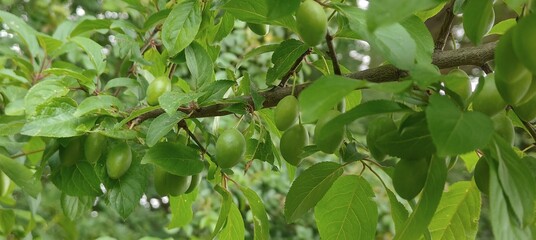 green leaves of a tree