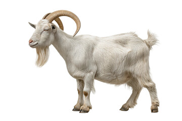 PNG White goat with curved horns standing profile on black background
