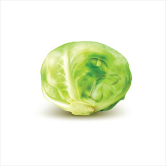 Fresh cabbage isolated on white background