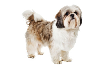 Adorable purebred Shih Tzu puppies and dogs isolated on a white background, perfect for showcasing this cute, small domestic pet