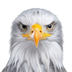 Fototapeta premium Close up Portrait of a Bald Eagle Against a White Background