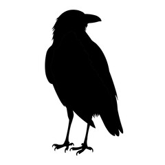 vector illustration of crow