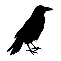 vector illustration of crow