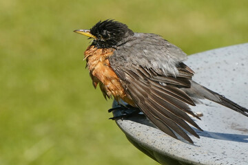 Robin hsbing a bath in birdbath on spring day