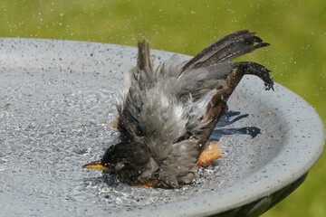 Robin hsbing a bath in birdbath on spring day