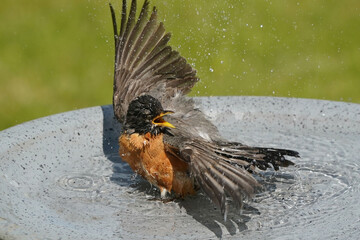 Robin hsbing a bath in birdbath on spring day
