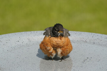Robin hsbing a bath in birdbath on spring day