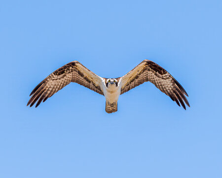 osprey in flight