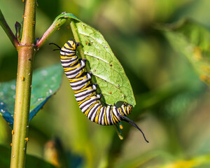 caterpillar on leaf