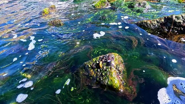 Green algae Enteromorpha (Ulva) on stones near the shore, waves rock algae macrophytes in the Black Sea, Odessa