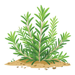 Rosemary growing in soil