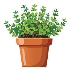 Fresh Thyme Plant Terracotta Pot Illustration