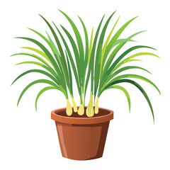 Lemongrass growing in pot