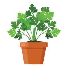 Fresh Green Parsley Herb Potted Illustration