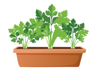 Fresh Parsley Long Pot Illustration