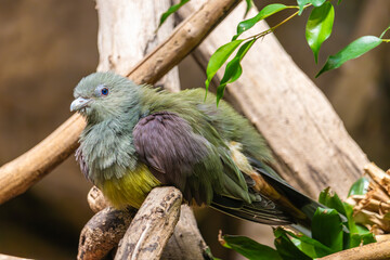 Bird in zoo, Warsaw, Poland